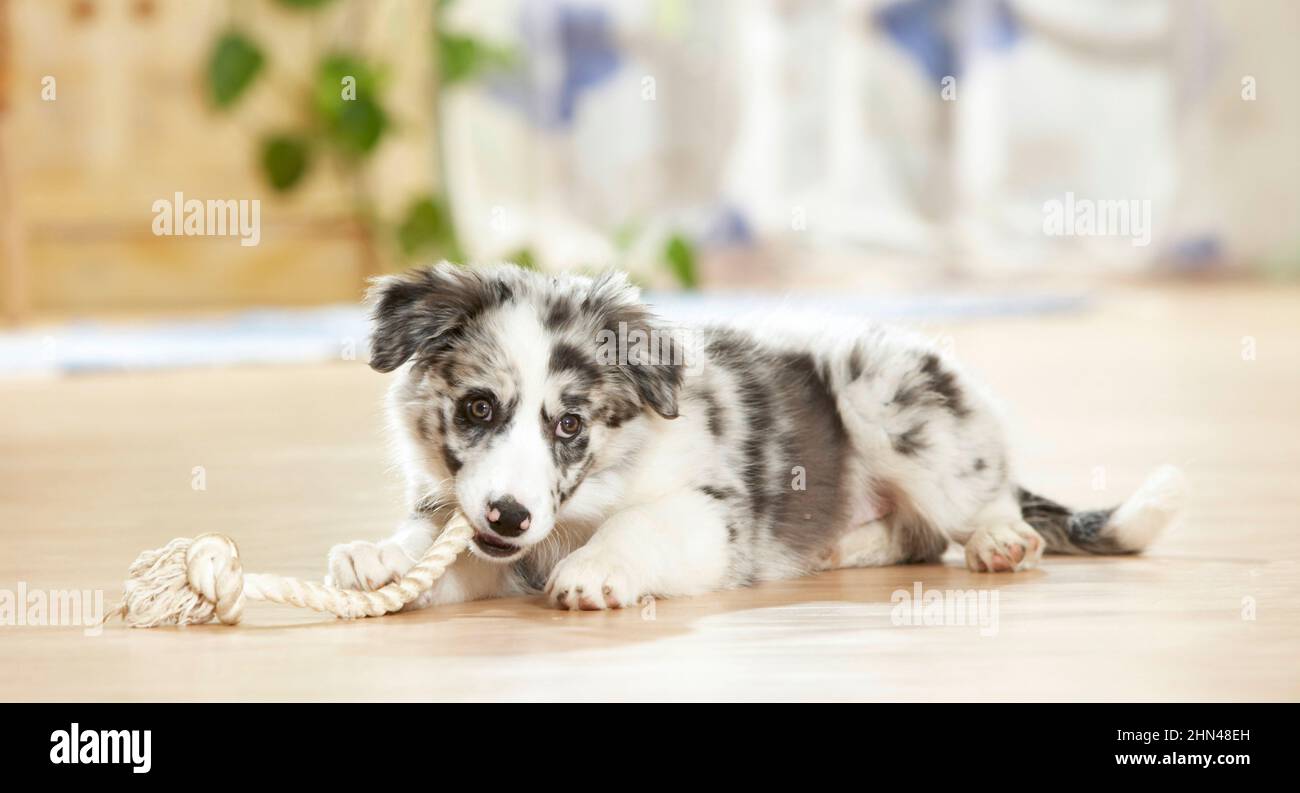 Confine Collie. Un cucciolo che gioca in un appartamento con una corda. Germania Foto Stock