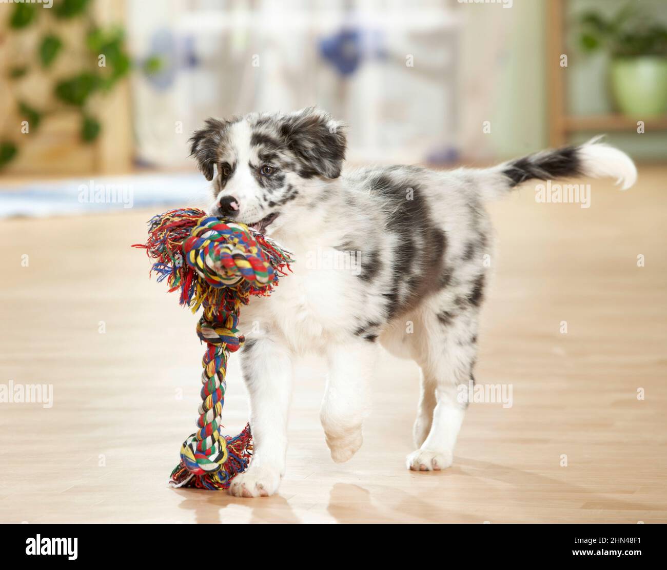 Confine Collie. Un cucciolo che gioca in un appartamento con una corda colorata. Germania Foto Stock