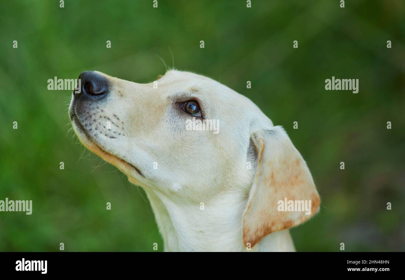 Labrador Retriever. Ritratto di giovane giallo. Germania Foto Stock