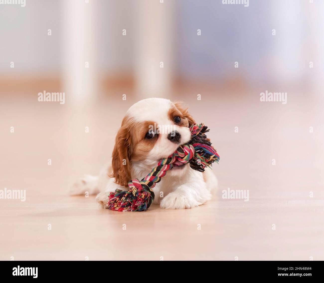 Cavalier re Charles Spaniel. Un cucciolo si trova sul pavimento in parquet e mastica su una rugiada colorata Foto Stock