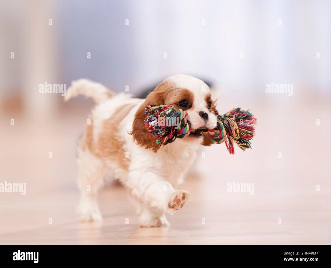 Cavalier re Charles Spaniel. Cucciolo che cammina in un appartamento, portando una corda colorata. Germania Foto Stock
