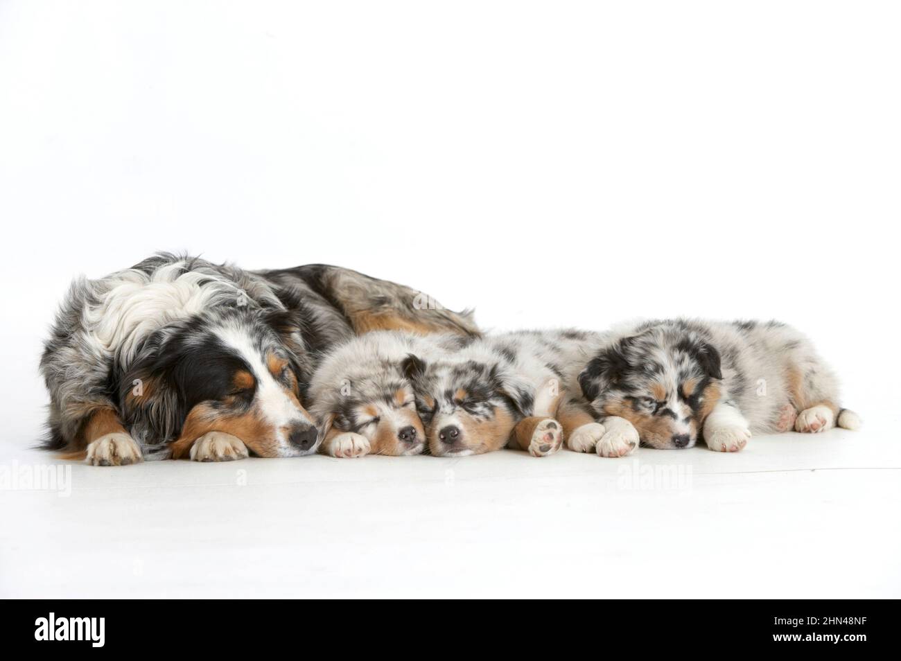 Pastore Australiano. Madre addormentata con tre cuccioli addormentati. Foto studio su sfondo bianco. Germania Foto Stock