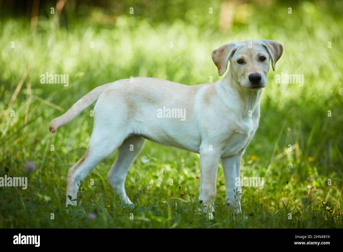 Labrador Retriever. Giovane giallo in piedi su una radura di foresta. Germania Foto Stock