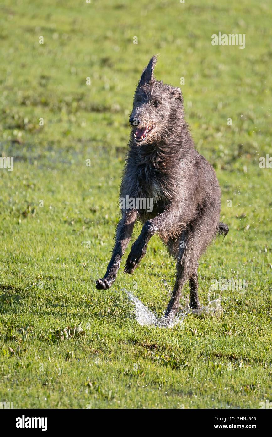 Deerhound scozzese. Adulto che corre su un prato bagnato. Germania Foto Stock