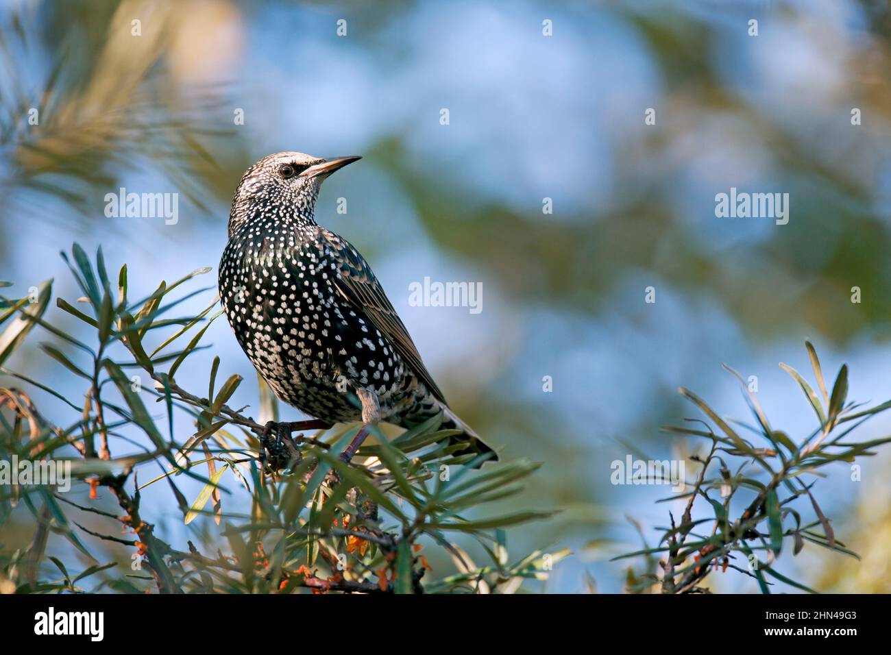 Starling europeo (Sturnus vulgaris). Adulto in inverno piumaggio in Mare buckthorn. Germania Foto Stock