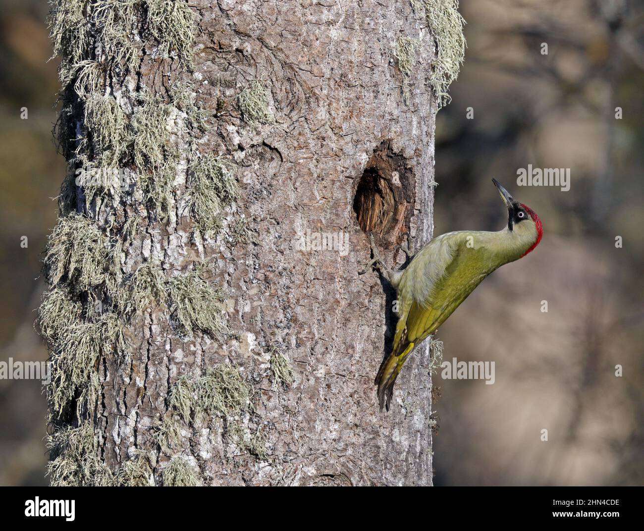 Picchio verde europeo, Picus viridis al di fuori del buco di nidificazione in Aspen albero Foto Stock