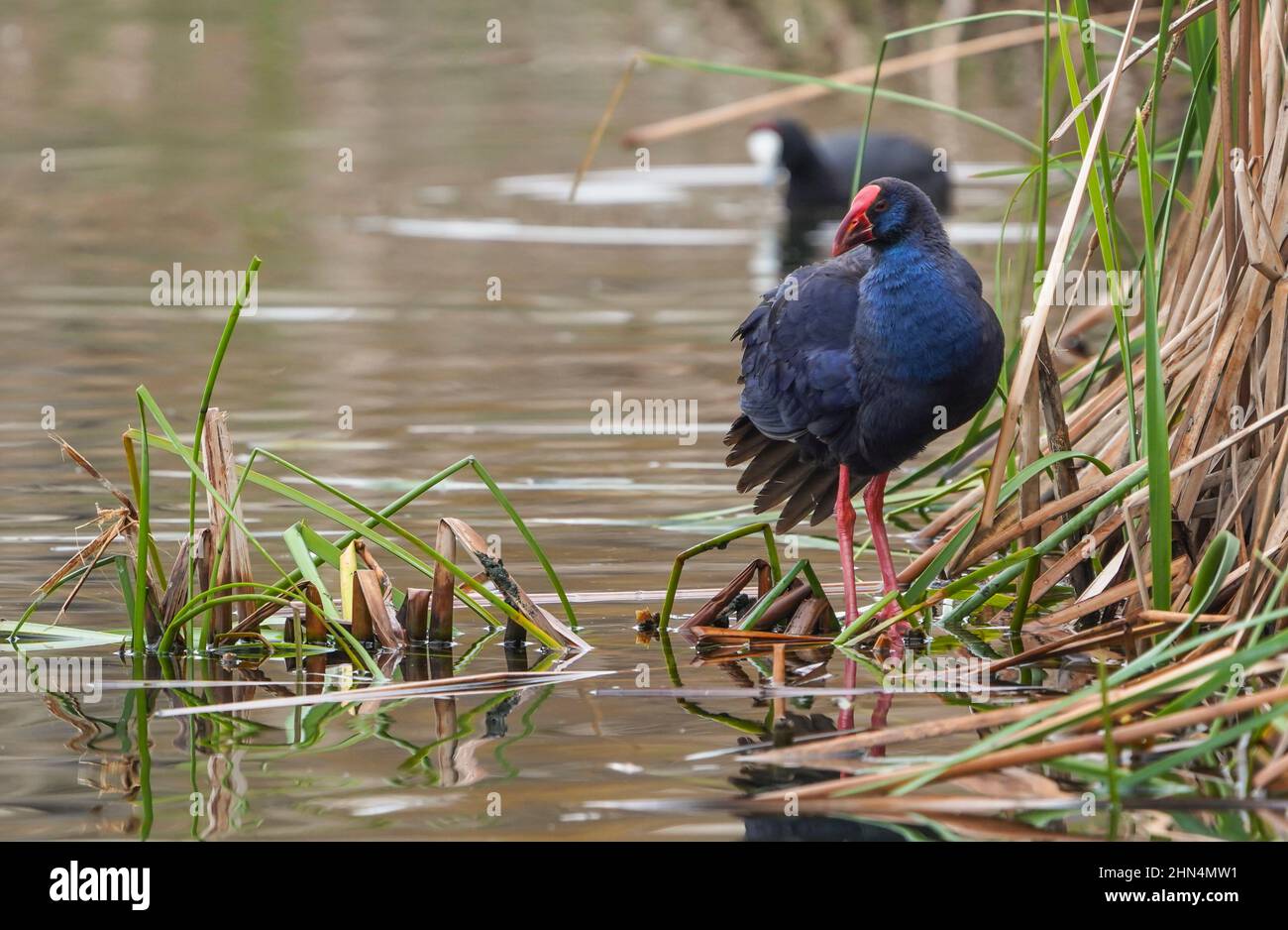 Fazzolettini porpora o fazzolettini occidentali (Porphyrio porphyrio) che si nutrono in un letto riedbed su un lago d'acqua dolce, Andalusia, Spagna. Foto Stock