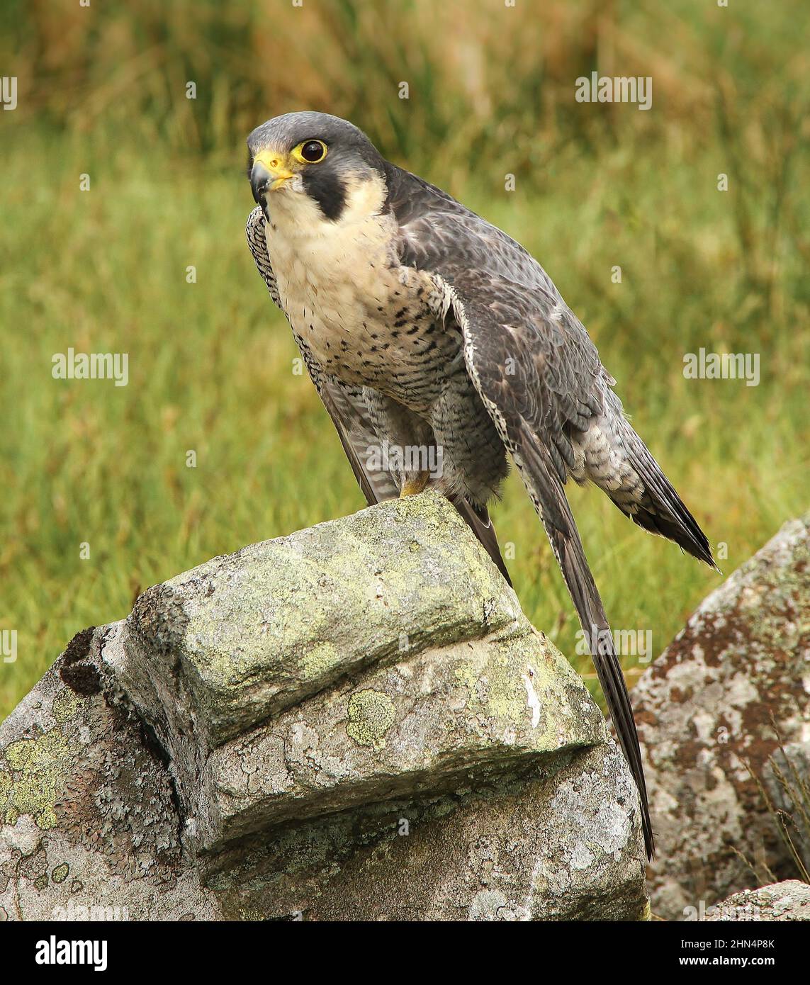 Falco di Peregrine arroccato su una roccia coperta di lichen in habitat naturale di brughiera. Primo piano, rivolto verso sinistra. Nome scientifico: Falco Peregrinus. Spazio di copia. Foto Stock