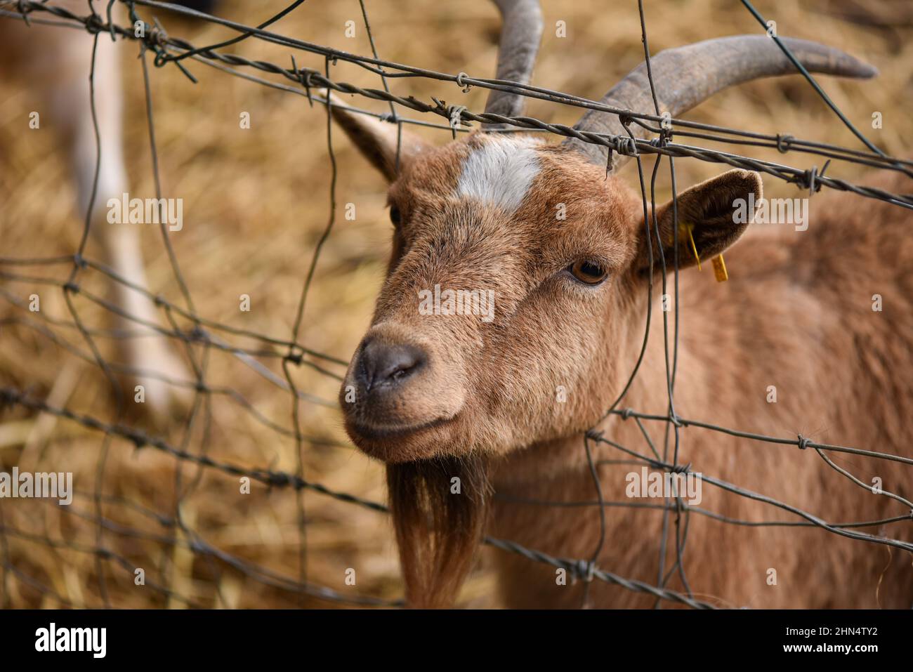 Primo piano ritratto di una capra che calcia la sua testa fuori un filo recinto, chiedendo cibo. Foto Stock