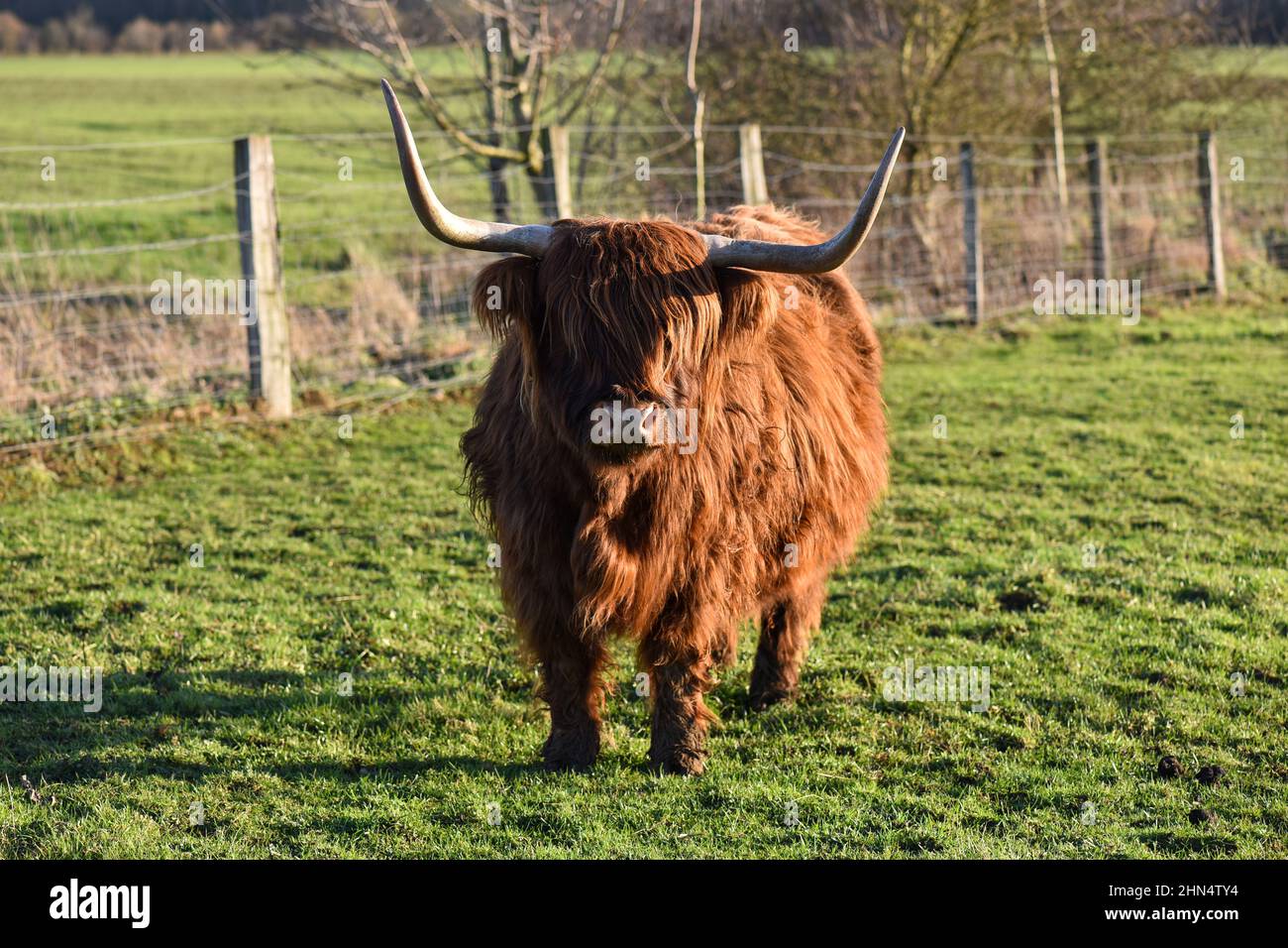 Mucca delle Highland con cappotto marrone rossastro in un prato al tramonto. Foto Stock