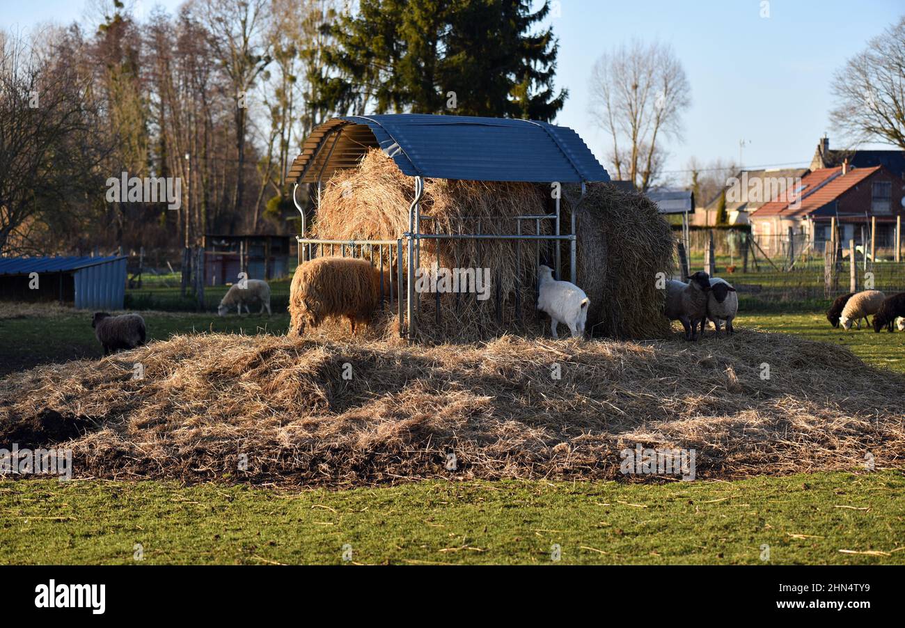 Gregge di pecore che mangiano fieno in un prato al tramonto. Paesaggio agricolo Foto Stock