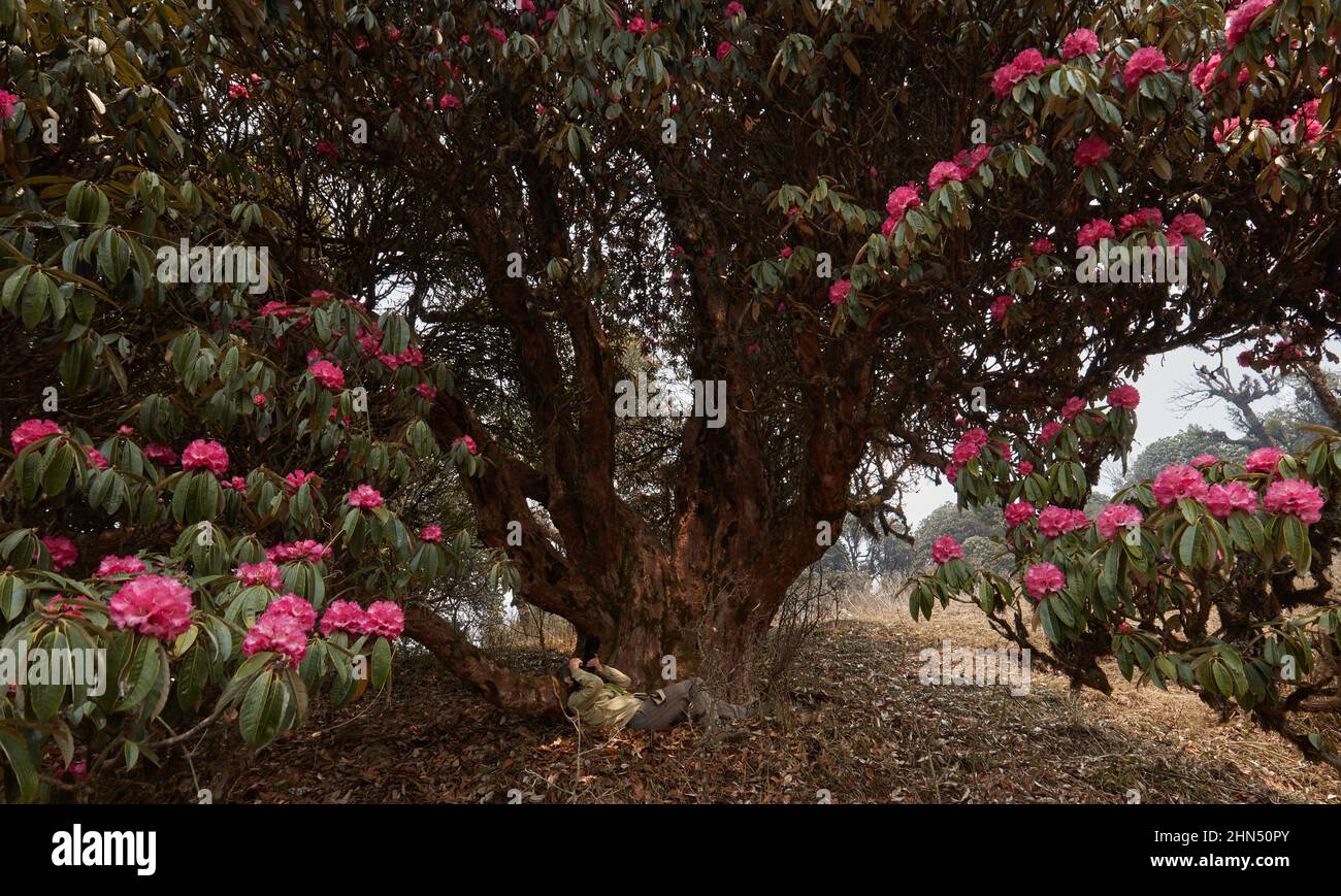 Fotografo donna scatta foto da macchina fotografica di enorme, vecchio e bello albero pieno fiore rododendro in Himalaya . Foto Stock