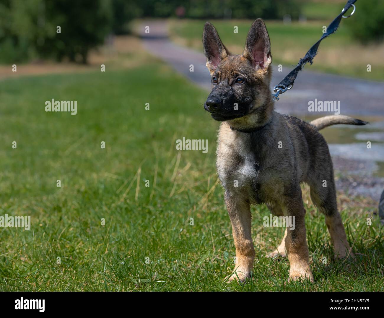 Un cucciolo reattivo di pastore tedesco di undici settimane su un guinzaglio in erba verde Foto Stock