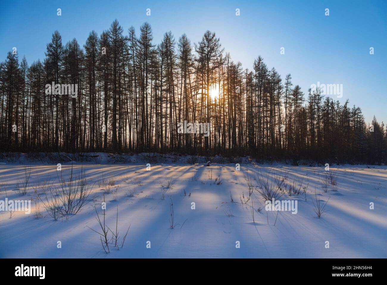 Paesaggio invernale settentrionale all'alba. I raggi del sole illuminano la neve attraverso la foresta, lasciando ombre. Foto Stock