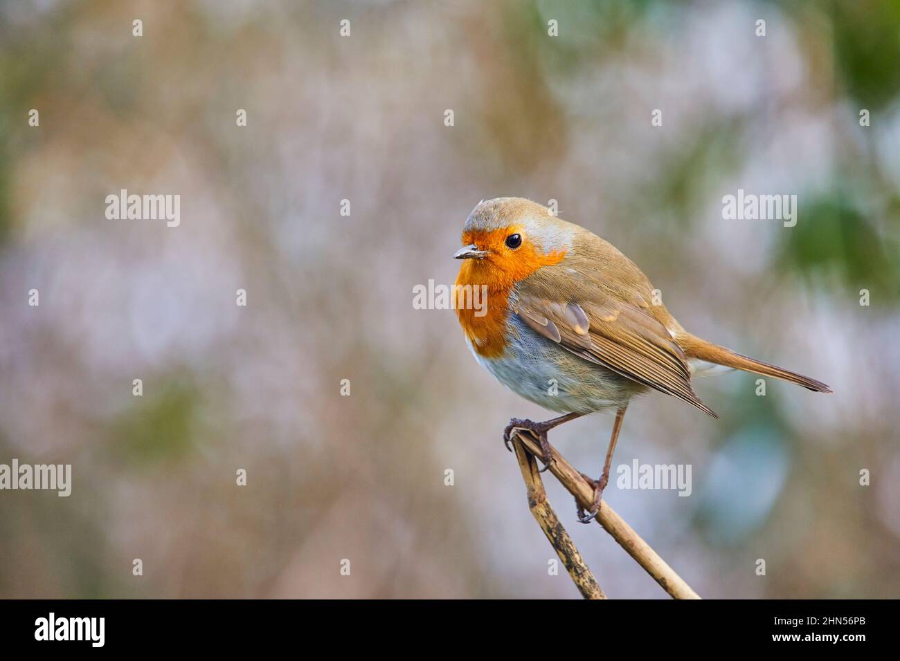 Un unico uccello Robin comune Foto Stock