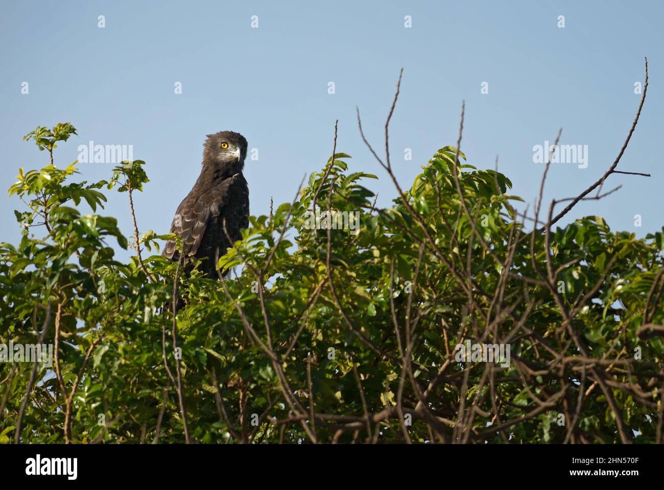 Aquila serpente marrone - Circaetus cinereus, piccolo uccello marrone di preda cespugli africani e boschi, Amboseli, Kenya. Foto Stock