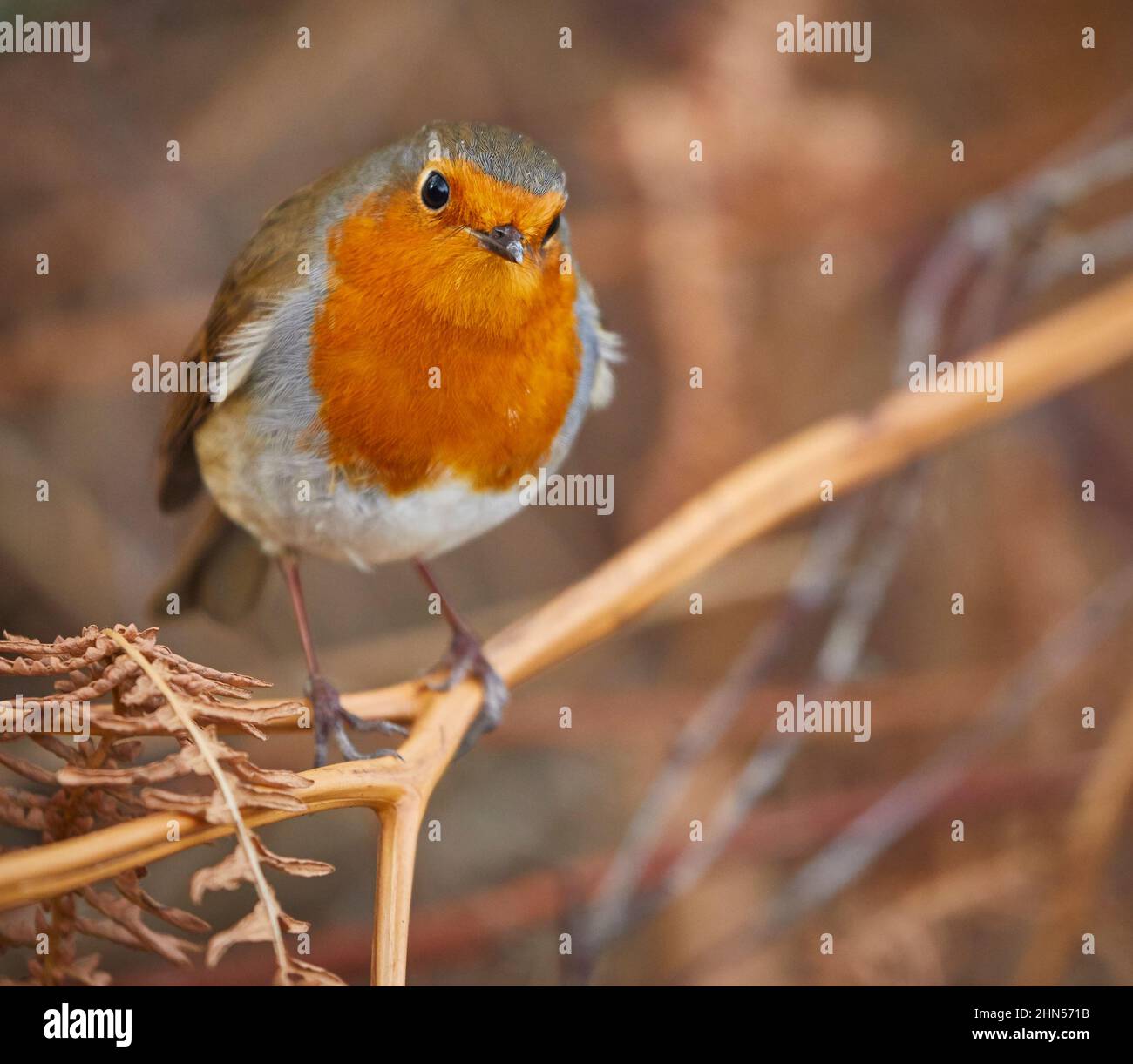 Un unico uccello Robin comune Foto Stock