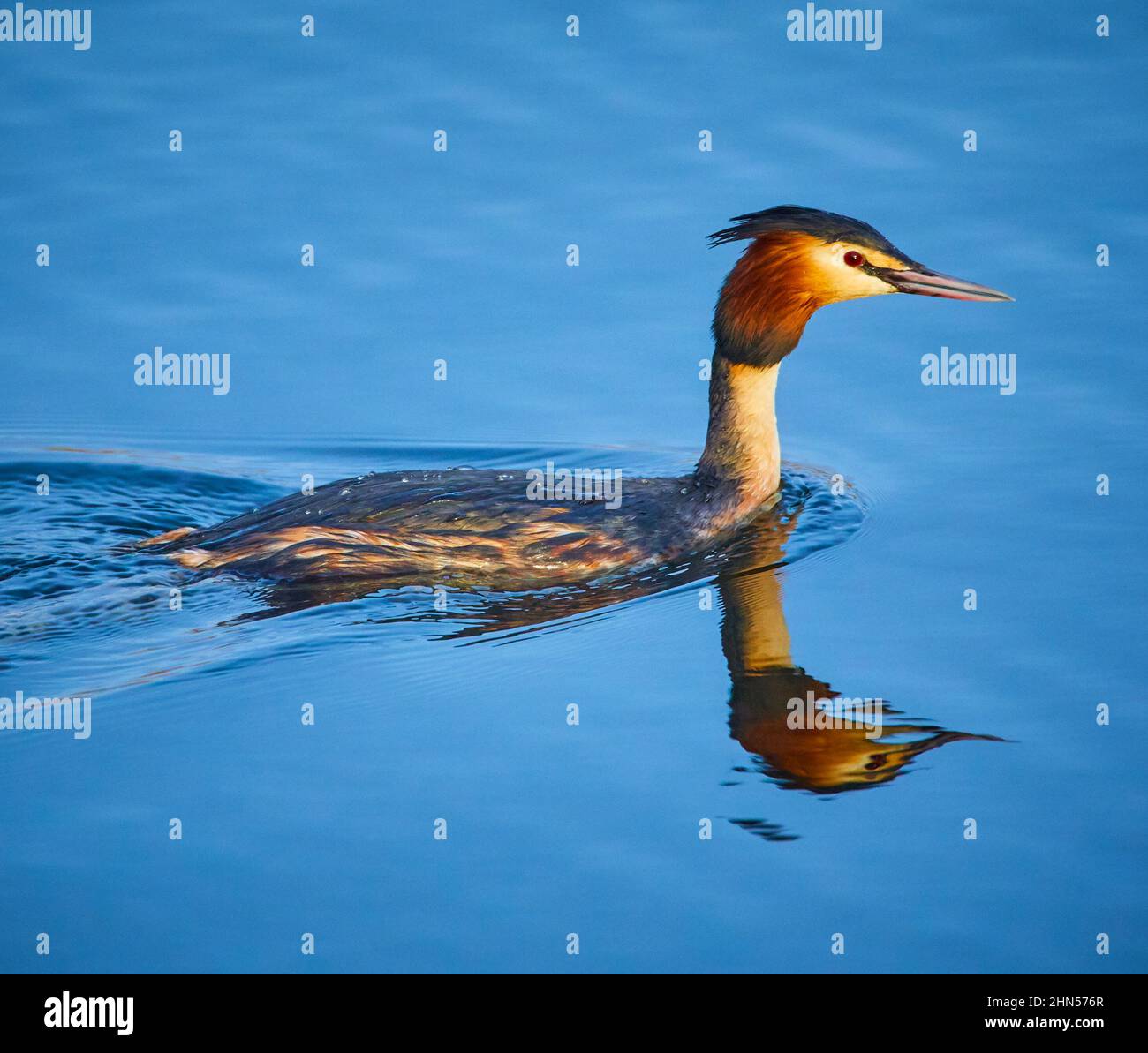 Un Grebe crestato grande (critico di Podiceps) Foto Stock