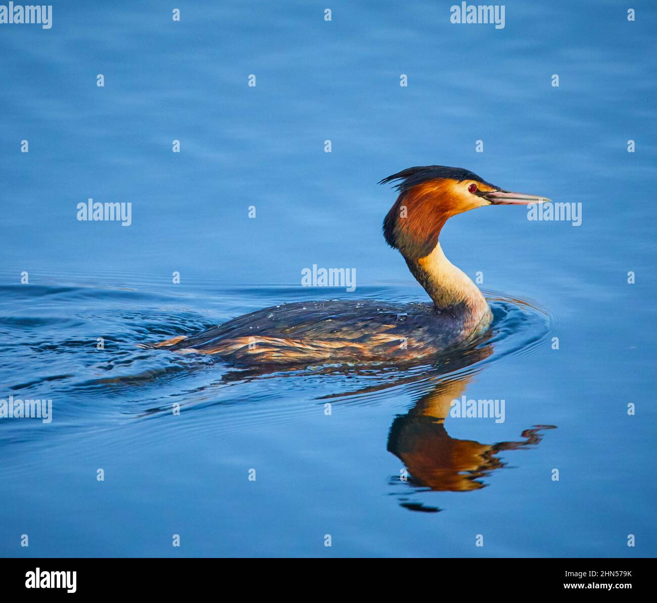 Un Grebe crestato grande (critico di Podiceps) Foto Stock