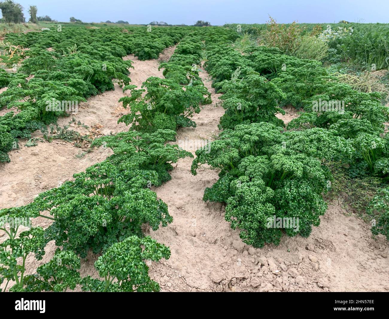 La Val de Saire in Normandia è nota per la coltivazione di ortaggi di qualità come il kale in Francia Foto Stock