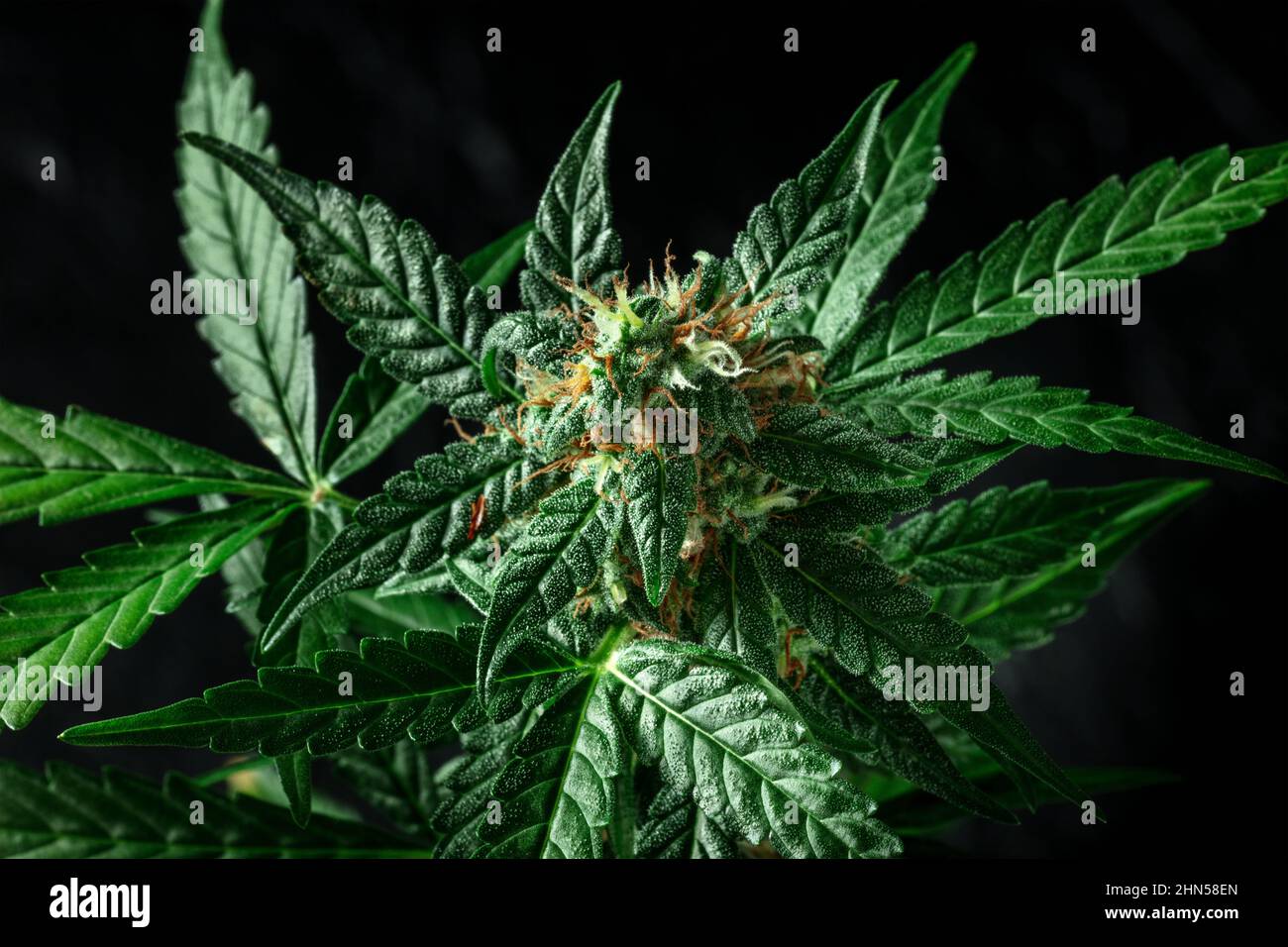 Fiore di pianta di cannabis con stimmi bianchi e gialli su sfondo nero. Coltivazione di marijuana per scopi medicinali Foto Stock