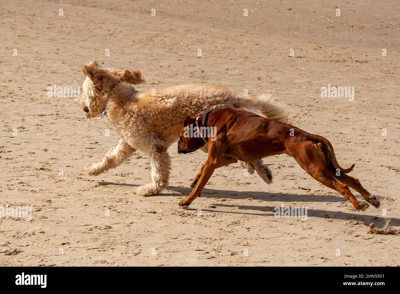 Due cani giocosi giocano insieme sulla spiaggia Foto Stock