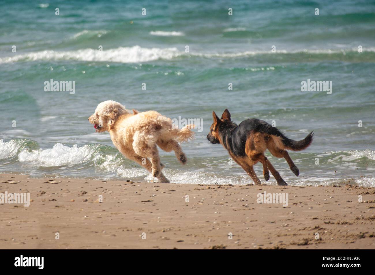 Due cani giocosi giocano insieme sulla spiaggia Foto Stock