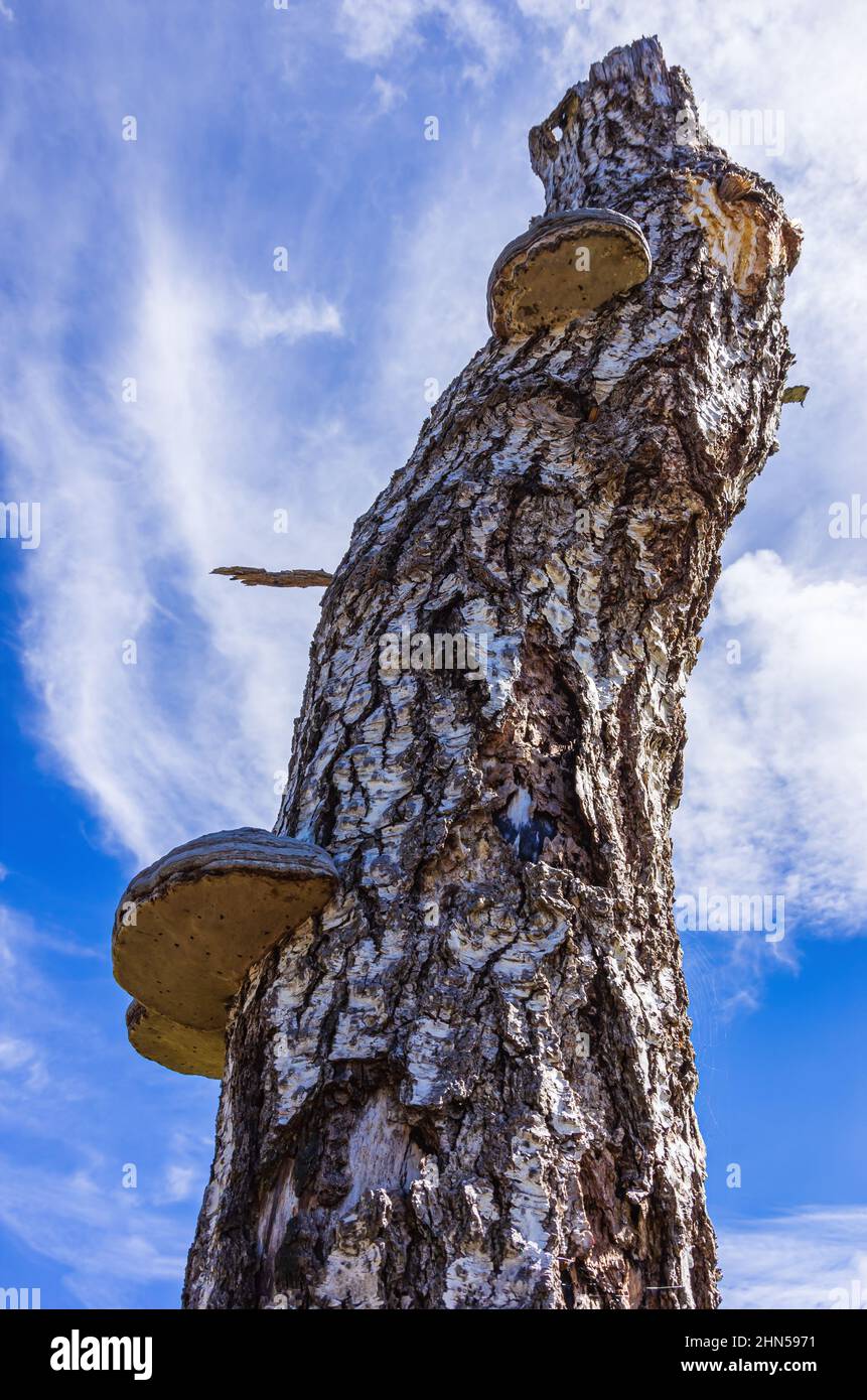 Un tronco di betulla pieno di funghi di albero lasciato in piedi e delimitato dopo la schiarita di un pezzo di foresta. Foto Stock