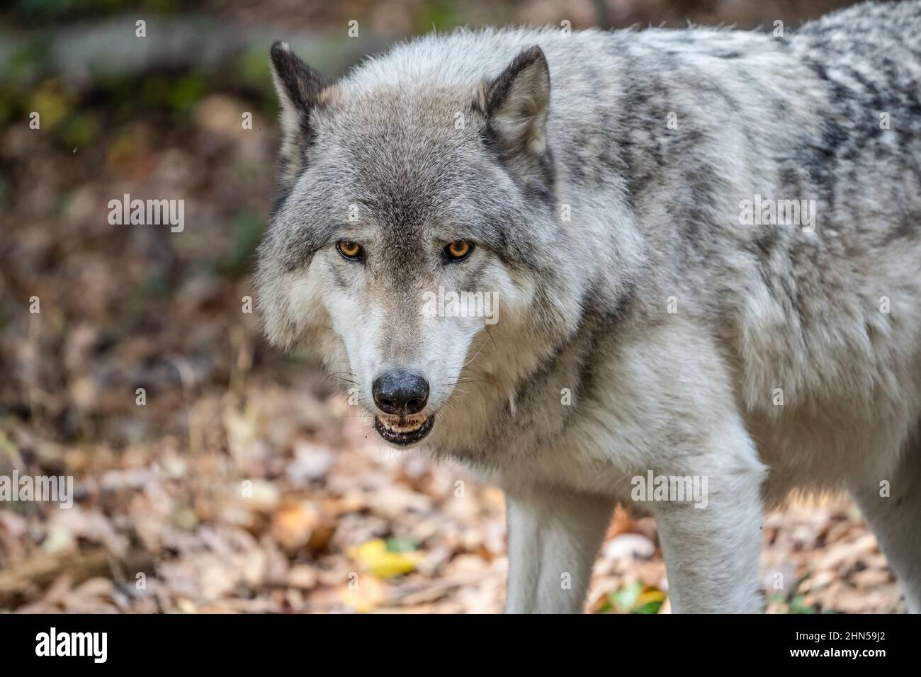 Primo piano ritratto di un lupo grigio (Canis Lupus) noto anche come lupo di legno in autunno Foto Stock