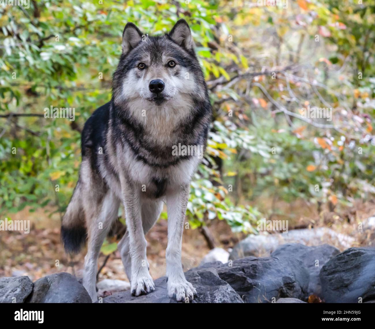 Primo piano ritratto di un lupo grigio (Canis Lupus) noto anche come lupo di legno in autunno Foto Stock