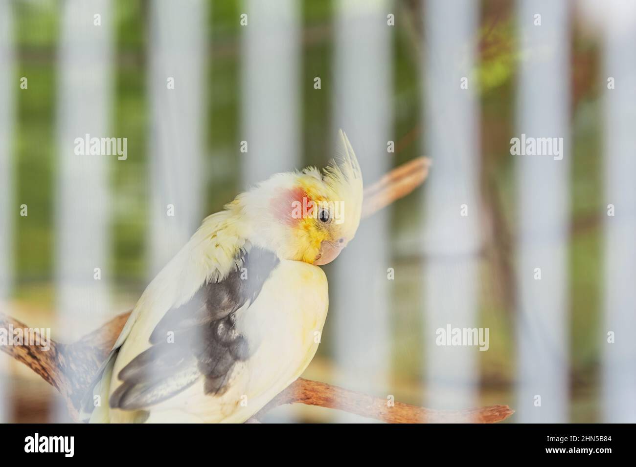 Guance rosse di cockatiel giallo dietro le sbarre Foto Stock