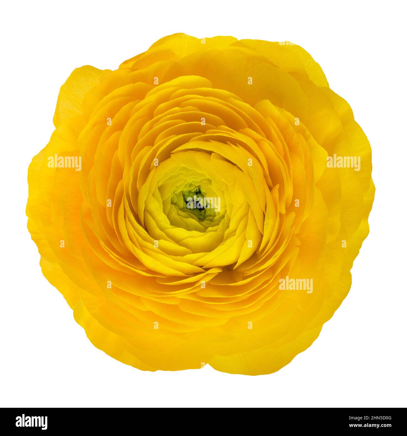 Testa di fiore di Buttercup isolato su sfondo bianco Foto Stock
