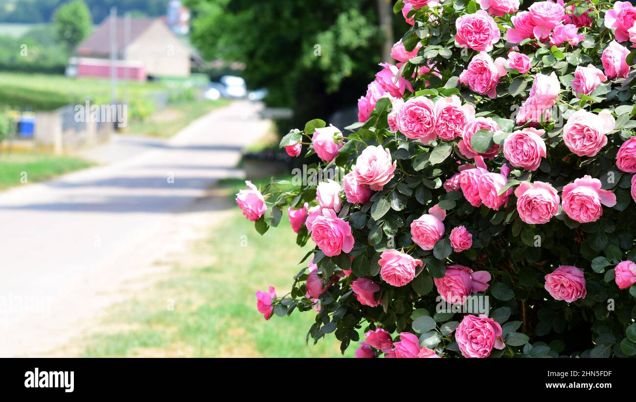 scena estiva con rosa rosa cespuglio e sfondo strada di campagna Foto Stock