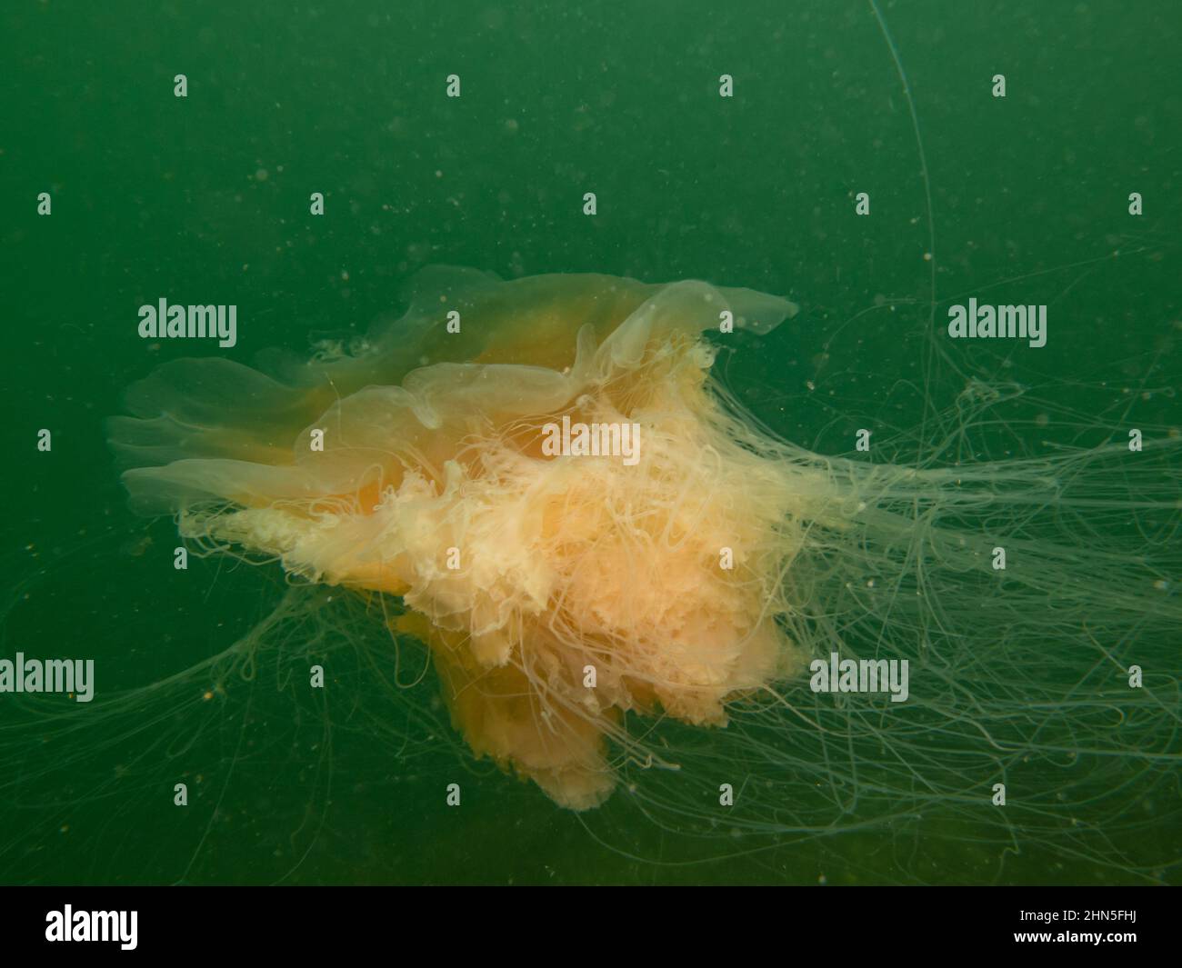Medusa di leone, cianea capillata. Questa è una delle più grandi specie conosciute di meduse ed è anche conosciuta come la medusa gigante, la medusa rossa artica, o la gelatina dei capelli Foto Stock