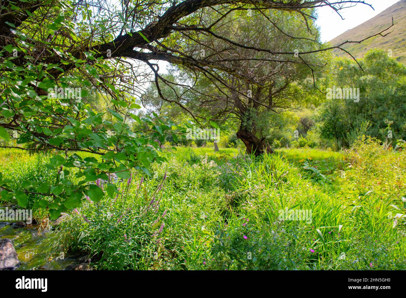 una riva del fiume è verde con alberi in estate Foto Stock