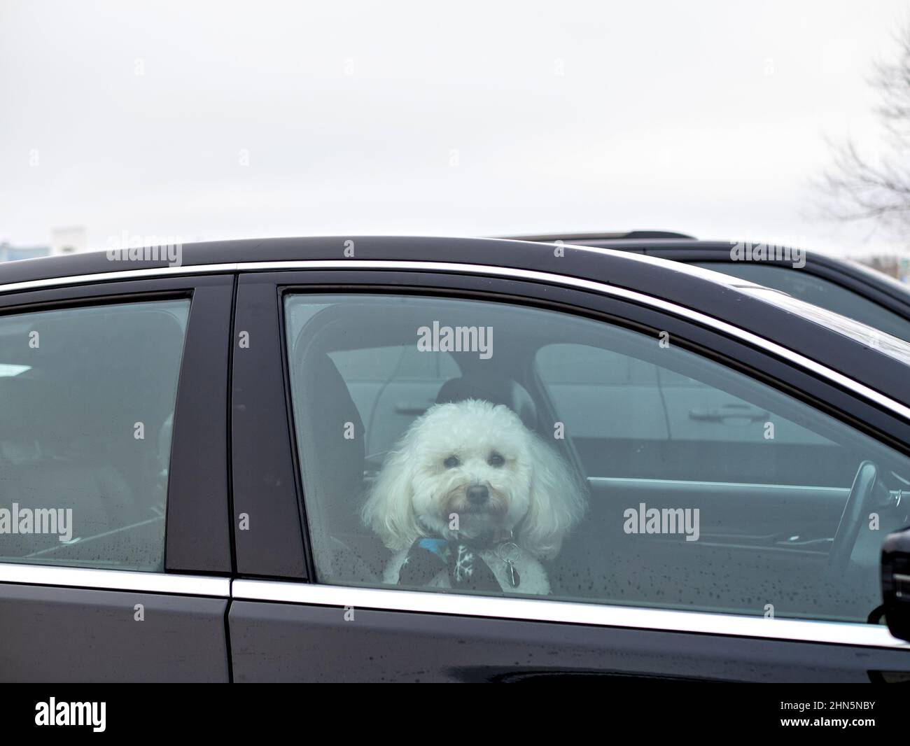 Carino cane bianco nella finestra dell'automobile che guarda fuori Foto Stock