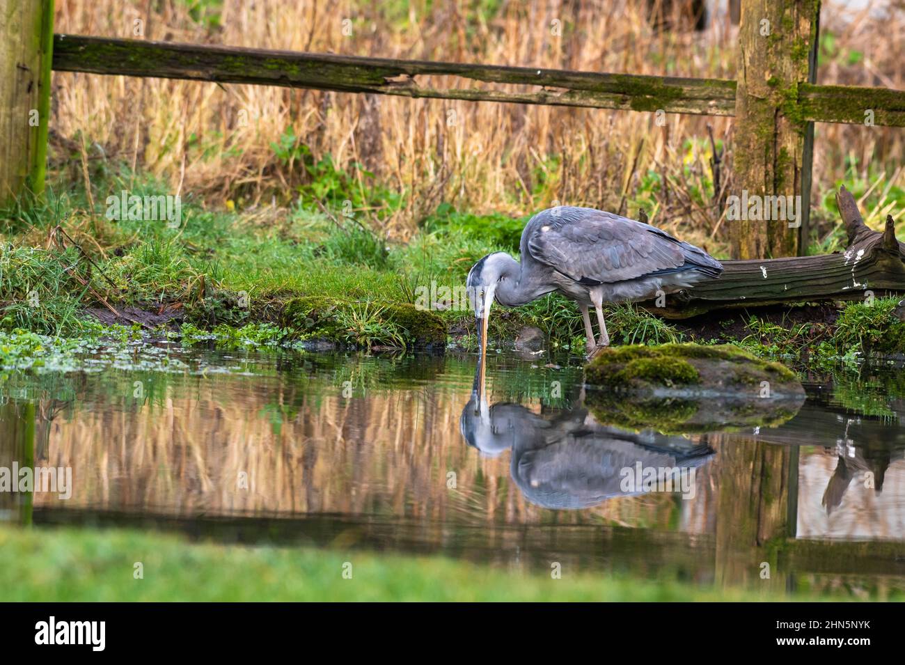 Erone grigio (Ardea cinera) riflesso all'alba in uno stagno con il suo becco nel laghetto ancora Foto Stock