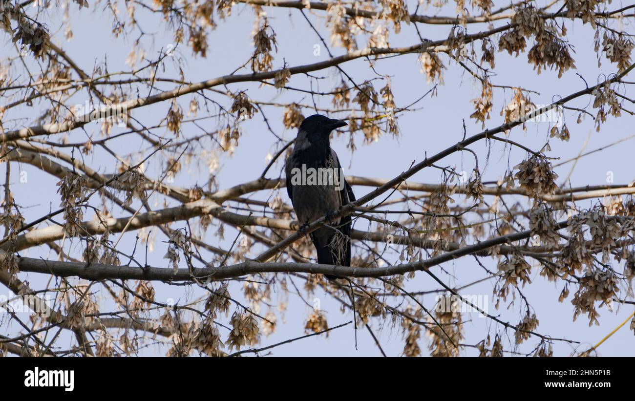 Un corvo nero su rami d'albero in autunno Foto Stock