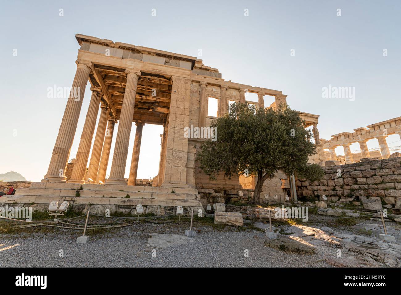 Atene, Grecia. Sacro albero di Moria di fronte all'antico tempio di Erechtheion sull'Acropoli, primo olivo dato ad Atene dalla dea greca Atena Foto Stock