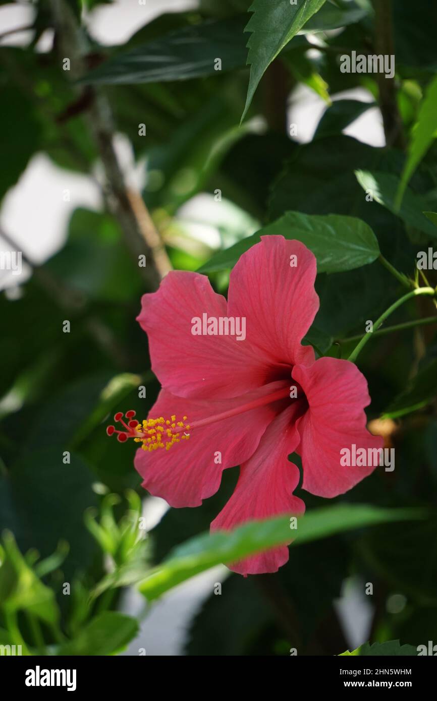 Shoe pianta nera con fondo naturale. Chiamato anche Hibiscus rosa Sinensis, hibiscus cinese, rosa cinese, hibiscus hawaiano, mallow rosa e shoeb Foto Stock