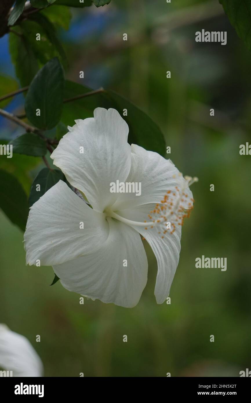 Shoe pianta nera con fondo naturale. Chiamato anche Hibiscus rosa Sinensis, hibiscus cinese, rosa cinese, hibiscus hawaiano, mallow rosa e shoeb Foto Stock