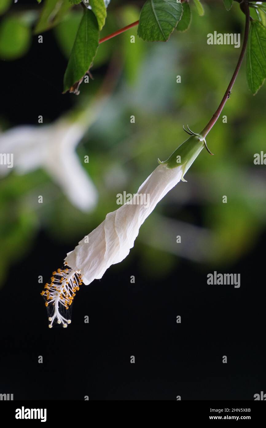 Shoe pianta nera con fondo naturale. Chiamato anche Hibiscus rosa Sinensis, hibiscus cinese, rosa cinese, hibiscus hawaiano, mallow rosa e shoeb Foto Stock