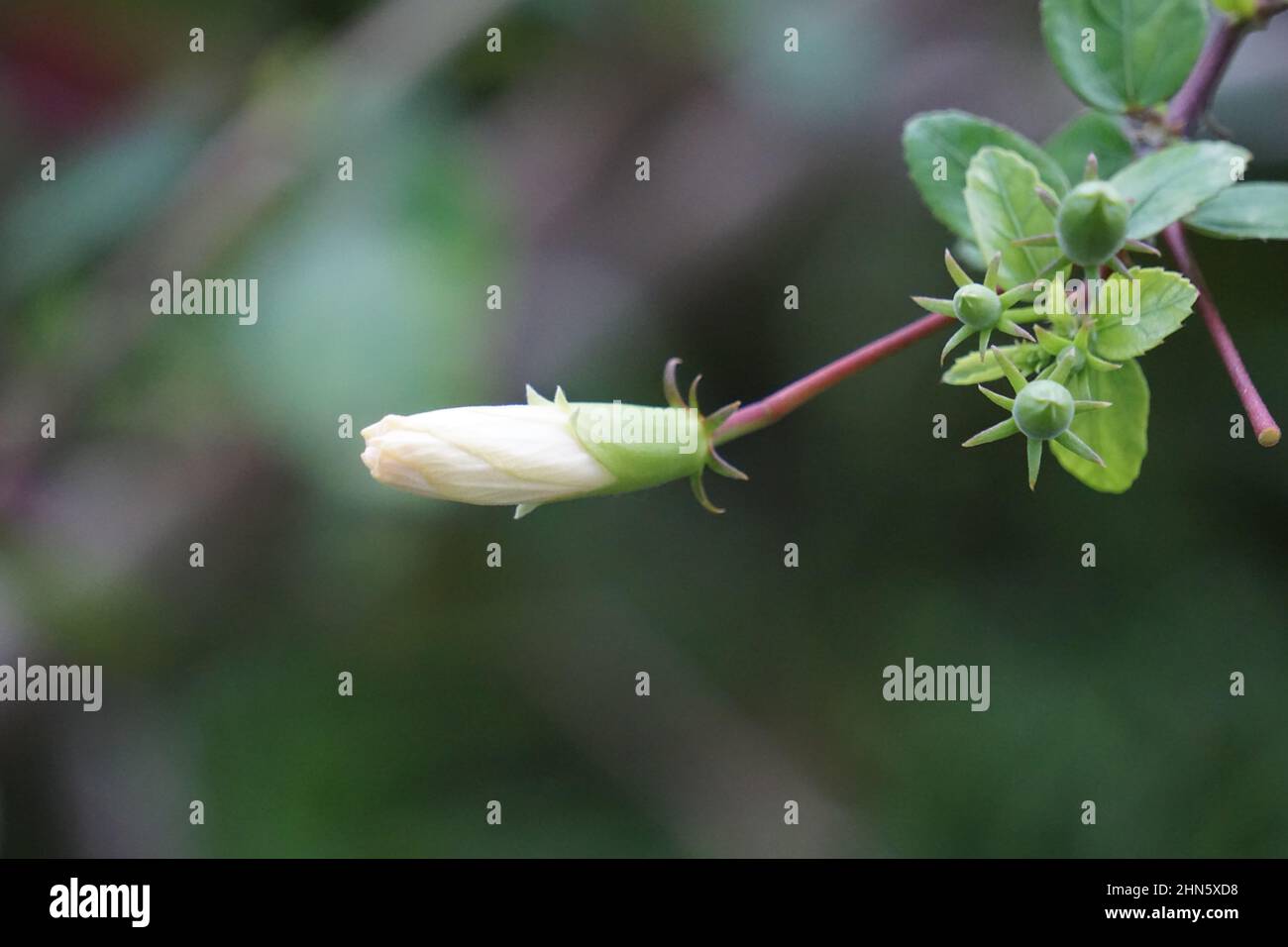 Shoe pianta nera con fondo naturale. Chiamato anche Hibiscus rosa Sinensis, hibiscus cinese, rosa cinese, hibiscus hawaiano, mallow rosa e shoeb Foto Stock