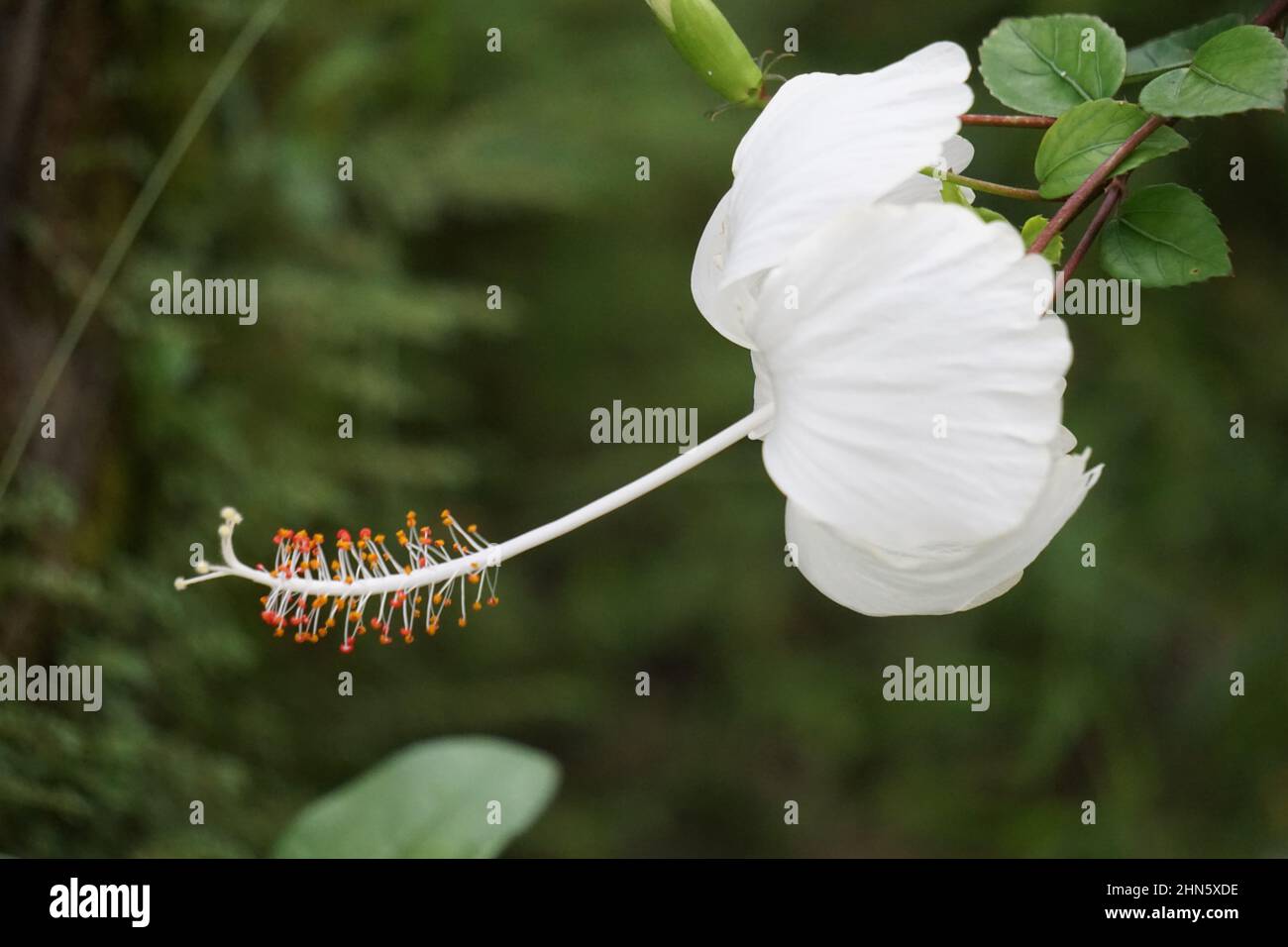 Shoe pianta nera con fondo naturale. Chiamato anche Hibiscus rosa Sinensis, hibiscus cinese, rosa cinese, hibiscus hawaiano, mallow rosa e shoeb Foto Stock