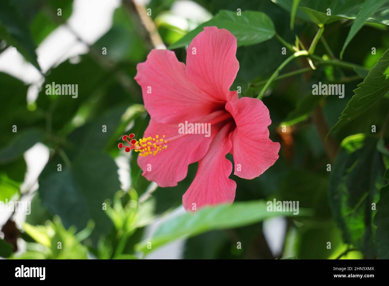 Shoe pianta nera con fondo naturale. Chiamato anche Hibiscus rosa Sinensis, hibiscus cinese, rosa cinese, hibiscus hawaiano, mallow rosa e shoeb Foto Stock