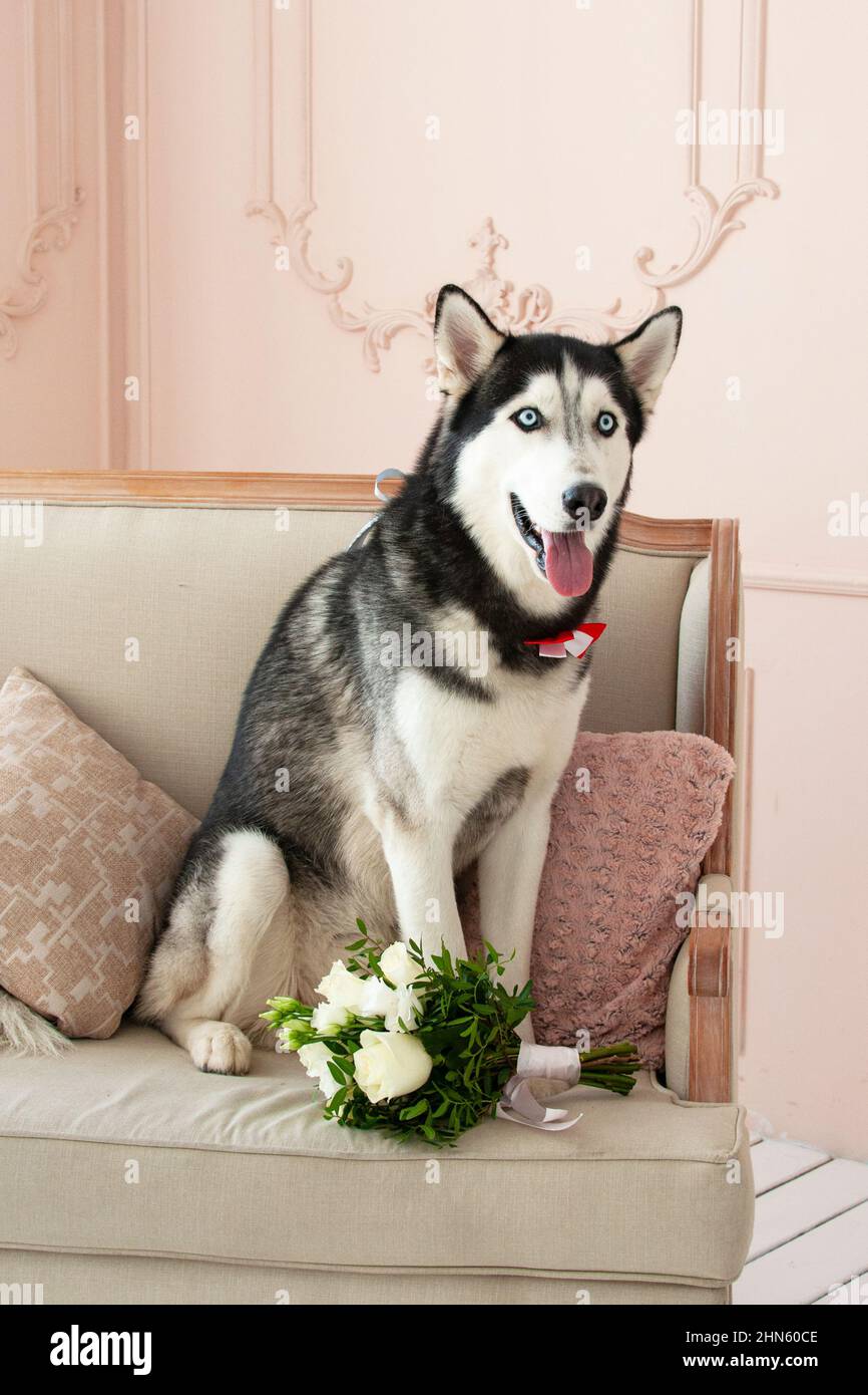 Husky siberiano sul divano o divano grazioso cane in camera Foto stock -  Alamy