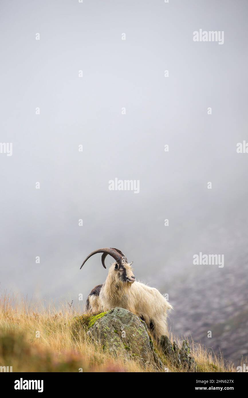 Capre di montagna gallesi in piedi isolati in nebbie alla base di una montagna, Snowdonia National Park, Galles del Nord, Regno Unito. Foto Stock