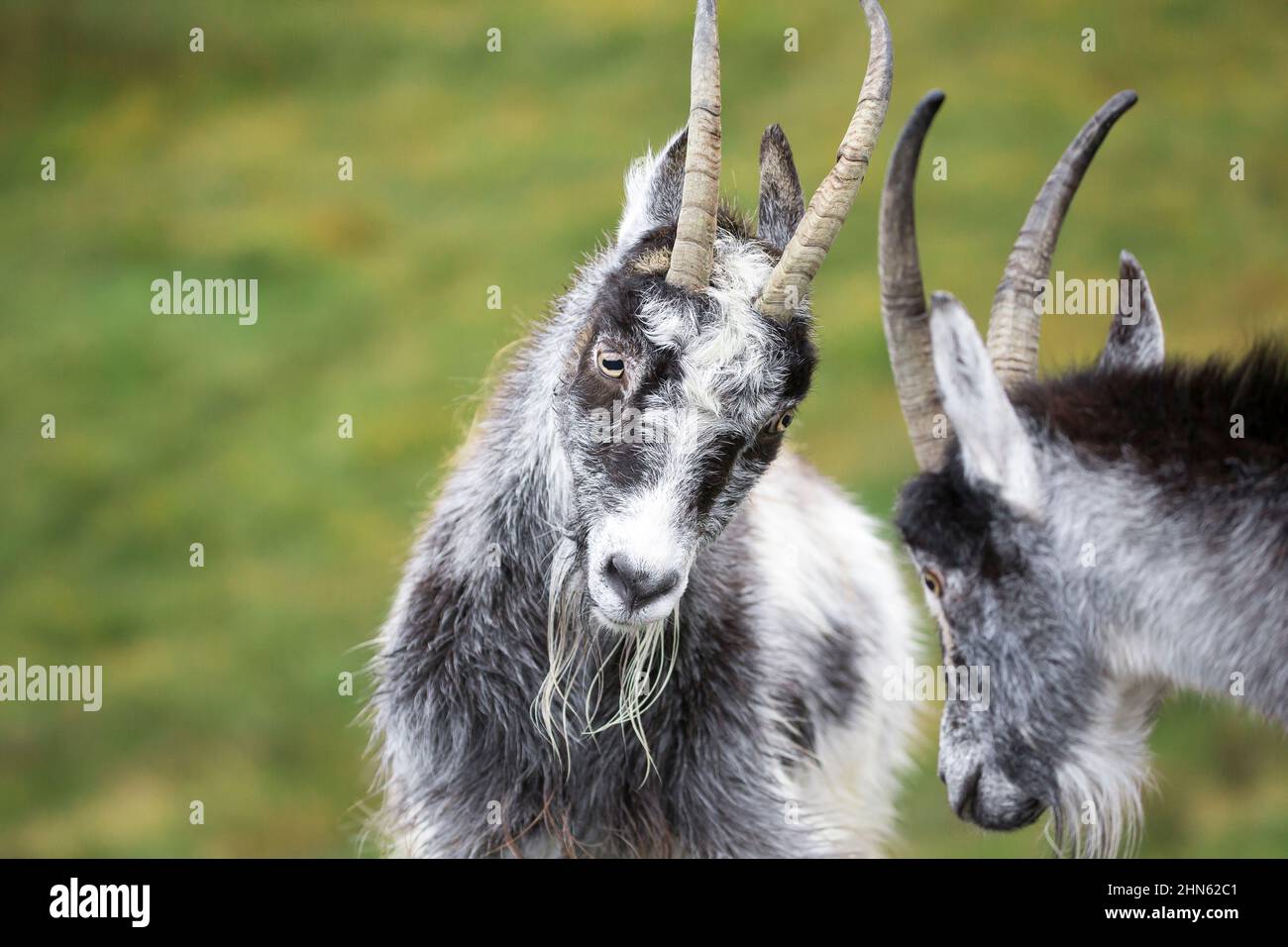 Montagna gallese selvaggia capre billy che si tagliano in su nella stagione di rutting Foto Stock