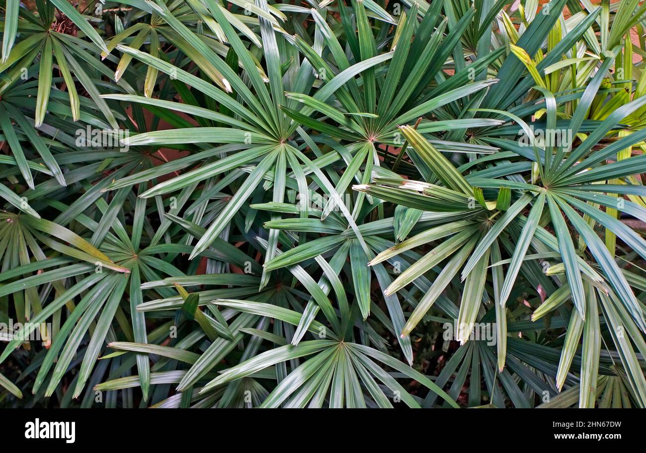 Palma da donna a foglia larga (Rhapis excelsa) Foto Stock