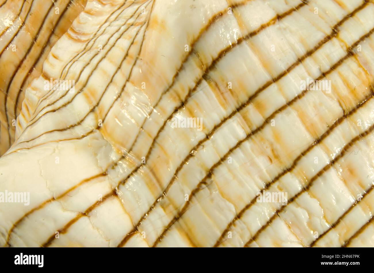 Pleoroploca trapezio shell (Linnaeus, 1758) nome comune: Il cavallo trapezio conch o stripe volpe conch. Famiglia: Fasciolariidae, classe:Gastropoda. Foto Stock